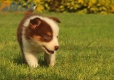 Border Collie Rojo Tricolor Hembra #1016H47627.jpg