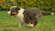 Border Collie Violeta Mirlo Tricolor Macho #1016M27642.jpg