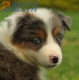 Border Collie Violeta Mirlo Tricolor Macho #1016M27646.jpg