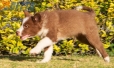 Border Collie Rojo Bicolor Hembra #1040H37693.jpg