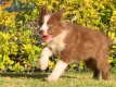 Border Collie Rojo Bicolor Hembra #1040H37695.jpg