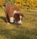 Border Collie Rojo Bicolor Hembra #1040H37697.jpg