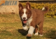 Border Collie Rojo Bicolor Hembra #1040H37698.jpg