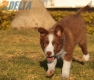 Border Collie Rojo Bicolor Hembra #1040H37699.jpg