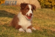 Border Collie Rojo Bicolor Hembra #1040H37700.jpg