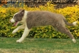 Border Collie Lila Bicolor Macho #1040M17706.jpg