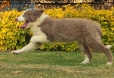 Border Collie Lila Bicolor Macho #1040M17707.jpg