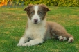 Border Collie Lila Bicolor Macho #1040M17715.jpg