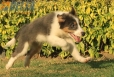 Border Collie Azul Tricolor Macho #1040M67717.jpg