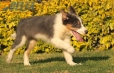 Border Collie Azul Tricolor Macho #1040M67718.jpg