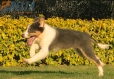 Border Collie Azul Tricolor Macho #1040M67719.jpg