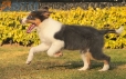 Border Collie Azul Tricolor Macho #1040M67721.jpg