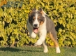 Border Collie Azul Tricolor Macho #1040M67722.jpg