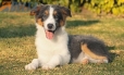 Border Collie Azul Tricolor Macho #1040M67724.jpg