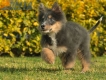 Border Collie Azul Tricolor Macho #1042M17725.jpg