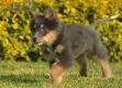 Border Collie Azul Tricolor Macho #1042M17726.jpg