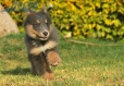 Border Collie Azul Tricolor Macho #1042M17732.jpg