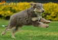 Border Collie Lila Tricolor Hembra #1045H27739.jpg