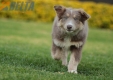 Border Collie Lila Tricolor Hembra #1045H27741.jpg