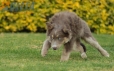 Border Collie Lila Tricolor Hembra #1045H27744.jpg