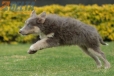 Border Collie Lila Tricolor Hembra #1045H27745.jpg