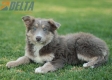 Border Collie Lila Tricolor Hembra #1045H27747.jpg