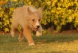 Border Collie Dorado Bicolor Macho #1048M17749.jpg