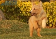 Border Collie Dorado Bicolor Macho #1048M17751.jpg