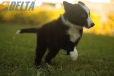 Border Collie Negro Bicolor Hembra #1116H28027.jpg