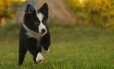 Border Collie Negro Bicolor Hembra #1116H28028.jpg
