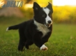 Border Collie Negro Bicolor Hembra #1116H28030.jpg