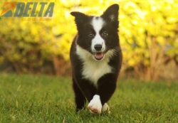 Club de agility Delta