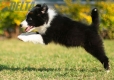 Border Collie Negro Bicolor Macho #1122M18040.jpg