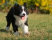 Border Collie Negro Bicolor Macho #1122M18042.jpg