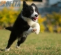 Border Collie Negro Bicolor Macho #1122M18043.jpg