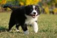 Border Collie Negro Bicolor Macho #1122M18044.jpg