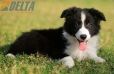 Border Collie Negro Bicolor Macho #1122M18046.jpg