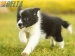 Border Collie Negro Bicolor Hembra #1123H38050.jpg