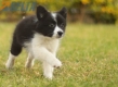 Border Collie Negro Bicolor Hembra #1123H38052.jpg