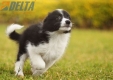 Border Collie Negro Bicolor Hembra #1123H38054.jpg