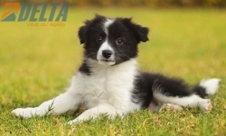 Club de agility Delta