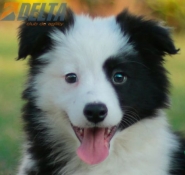 Club de agility Delta