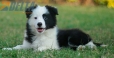 Border Collie Negro Bicolor Macho #1122M28061.jpg