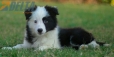 Border Collie Negro Bicolor Macho #1122M28062.jpg