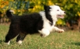 Border Collie Negro Bicolor Macho #1122M28064.jpg