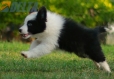 Border Collie Negro Bicolor Macho #1122M28066.jpg
