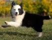 Border Collie Negro Bicolor Macho #1122M28067.jpg
