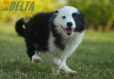 Border Collie Negro Bicolor Macho #1122M28069.jpg