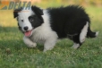 Border Collie Negro Bicolor Macho #1122M28070.jpg