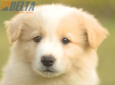 Club de agility Delta